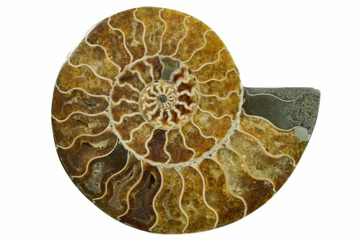 Cut & Polished Ammonite Fossil (Half) - Madagascar #347516